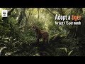 Adopt a tiger with wwf