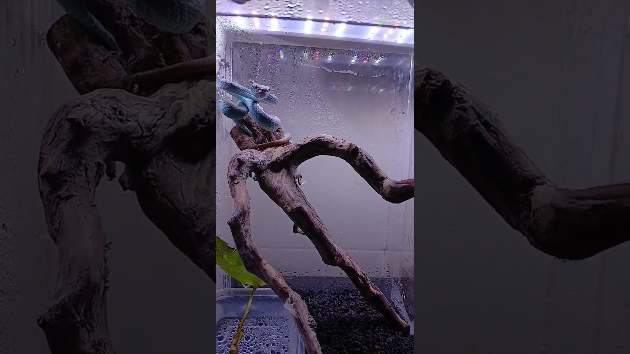 Live Feeding Venomous Snakes #5 