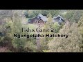 Ngongotaha Trout Hatchery - Trout Life Cycle