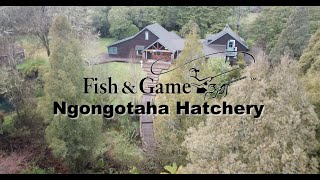 Ngongotaha Trout Hatchery - Trout Life Cycle