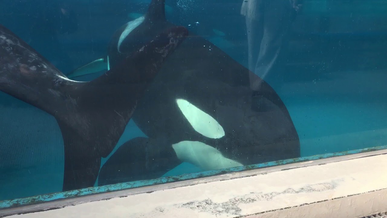 ルーナちゃん ランちゃん 常連さんのお陰です 今朝のシャチファミリー 鴨川シーワールドにて 21年1月日 Youtube