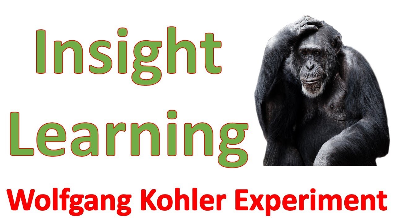 insight learning chimpanzee problem solving