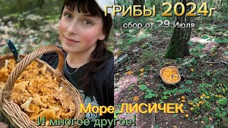 видео: Сбор Грибов 2024г. Поляны ЛИСИЧЕК.🧡БЕЛЫЕ и много других видов🍄 картинка: Сбор Грибов 2024г. Поляны ЛИСИЧЕК.🧡БЕЛЫЕ и много других видов🍄
