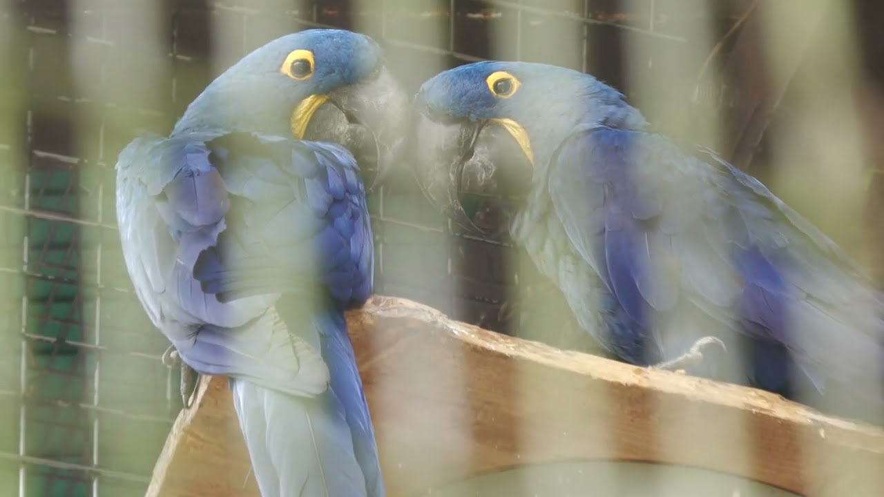 スミレコンゴウインコ (東山動植物園) 2023年6月25日 - YouTube