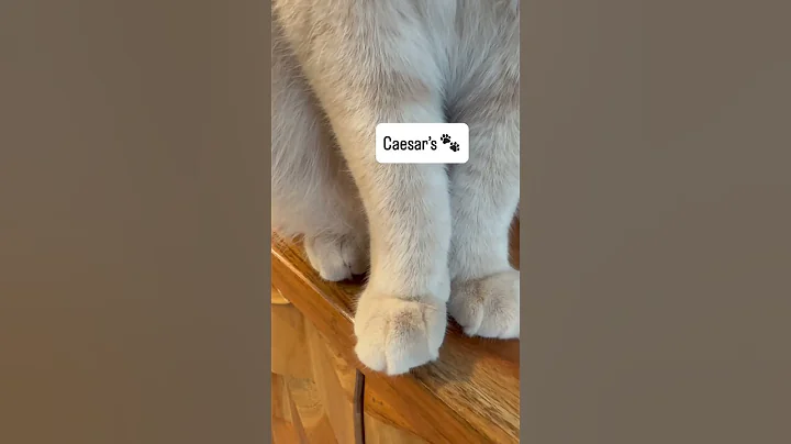 Video 10204551: britishshorthair cutecat, funny cat