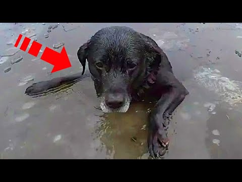 Видео: Спасителите се придвижват, за да спасят кучето-подслон, тъй като той е евтаназиран