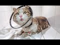 Кот приполз к людям за помощью Видео до слез Нужно помочь животному