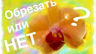 Не цветет орхидея? Как быть? Есть ответ. Обрезать или не обрезать орхидею после цветения(, 2015-09-21T19:15:03.000Z)