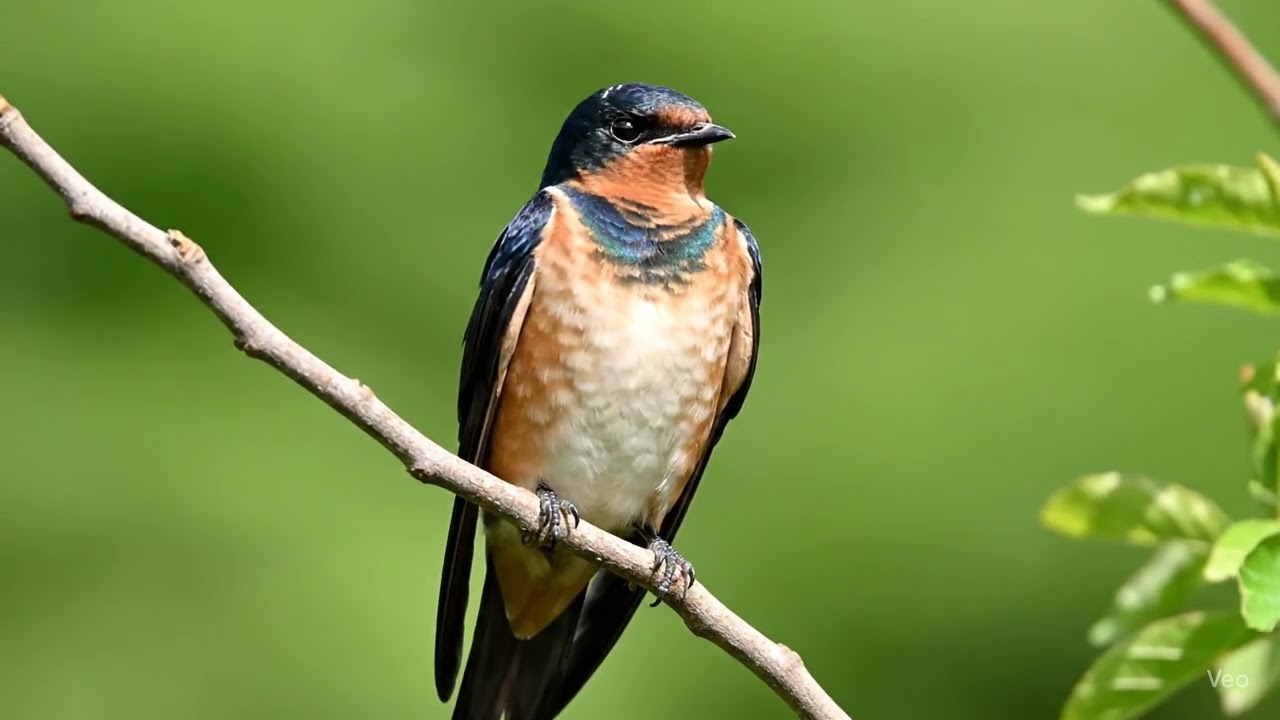 Barn Swallow Ai Generated Video