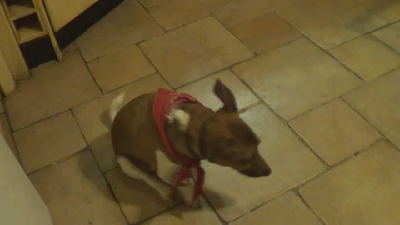 My Dog Rubs His Ass At Floor FUNNY YouTube my-dog-rubs-his-ass-at-floor-funny-youtube