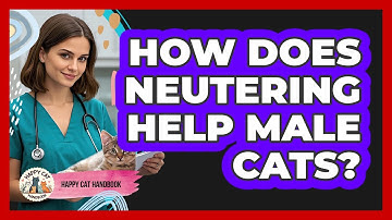 How Does Neutering Help Male Cats? - Happy Cat Handbook