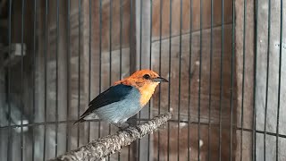 Burung KEMADE JAWA FULL GACOR ‼️ Suara MASTERAN Cit Keres Buat PIKAT Burcil Paling AMPUH Auto NYAUT