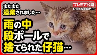 【子猫 保護】雨の中...段ボールで捨てられた子猫を緊急保護しました