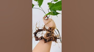 1 củ sâm rừng 85 gam bao kiểm định mời các bác siêu tầm 0377965679 e Nguyệt nhé