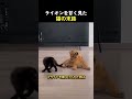 ライオンを甘く見た猫の末路