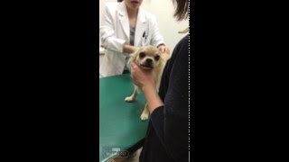 チワワの銀さん またもやはめられる おしゃべりペット