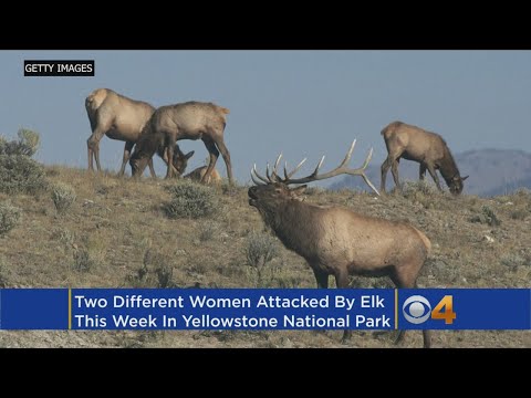 Second Woman Attacked By Elk In Yellowstone National Park