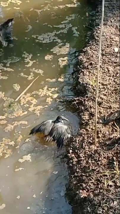 MANCING burung truwok