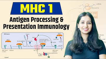 MHC 1 I Major Histocompatibility Complex I Antigen Processing and Presentation I Immunology