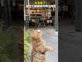 【萌寵】太療愈了！貓咪與蝴蝶嬉戲萌化網友