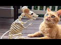 Funny CATS & DOGS - If it wasn't filmed, no one would believe it !!!