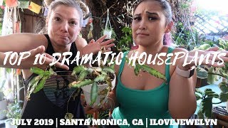 Top 10 dramatic houseplants in my current collection | July 2019 | ILOVEJEWELYN