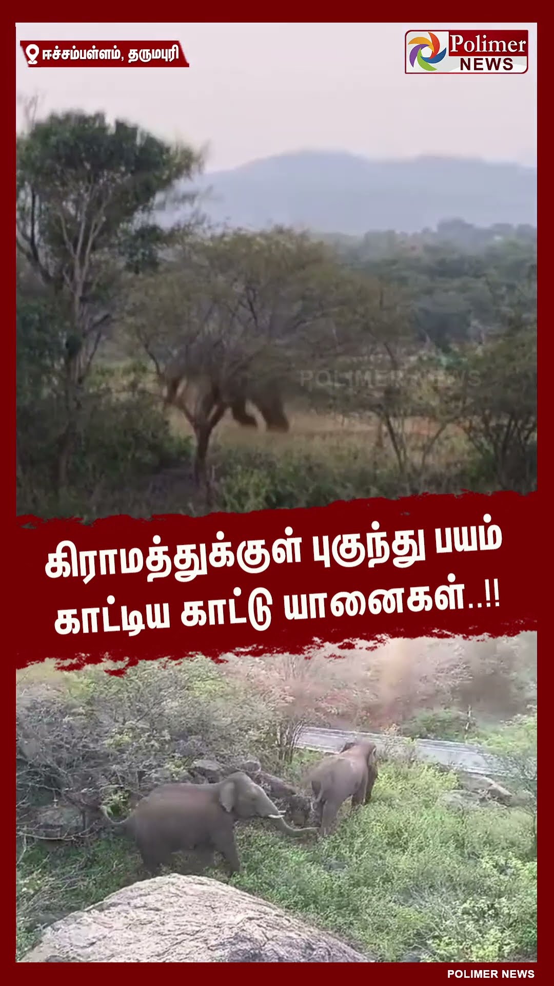கிராமத்துக்குள் புகுந்து பயம் காட்டிய காட்டு யானைகள்..!!  #shorts