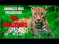 15 ANIMALES MAS PELIGROSOS DEL AMAZONAS