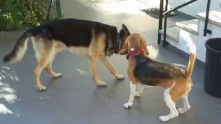 Boris The Beagle Playing with Max by Boris The Beagle 5,781 views 9 years ago 1 minute, 3 seconds