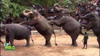 Elephants Dance At Dehiwala National Zoo (Sri Lanka)