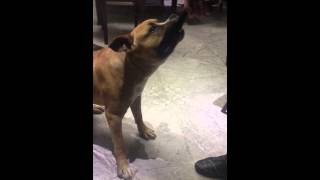 Angry Staffordshire Bull Terrier