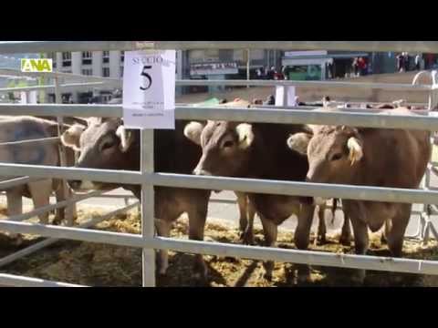 Vídeo: El Vestíbul Animal Francès Aixeca La Tapa A La Carn De Cavall 
