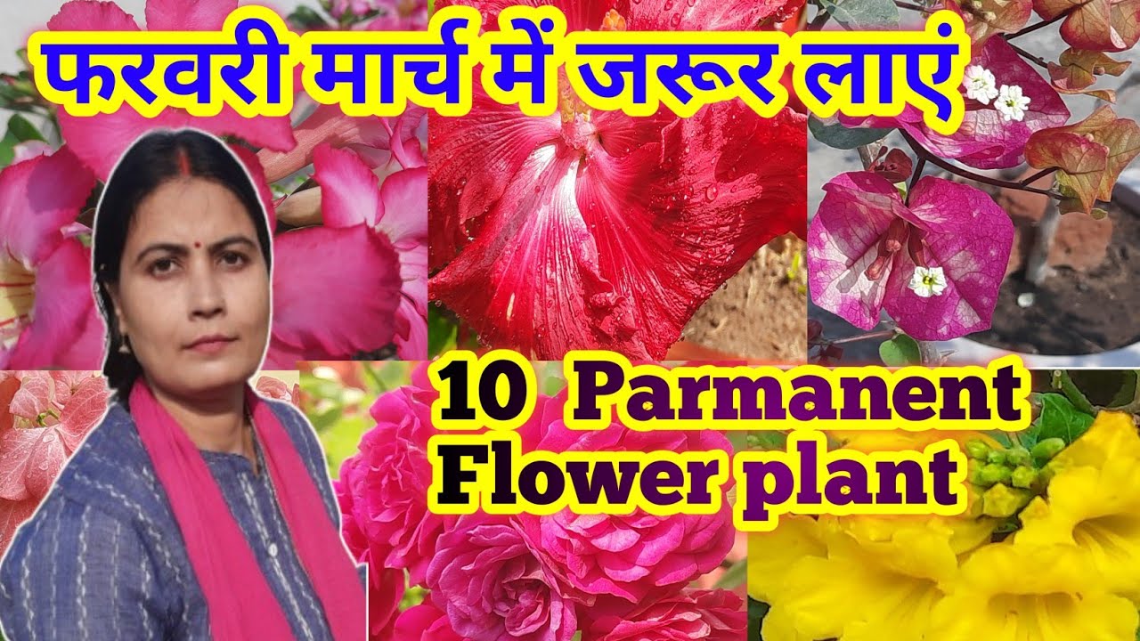 🔴 Top 10 Permanent Flowering Plants for Extreme Summer Heat 🌞🌺