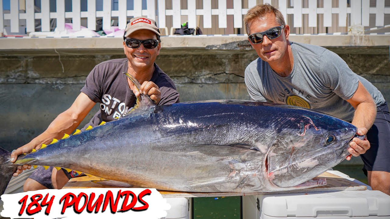 Giant Southern California Bluefin Tuna {CATCH CLEAN COOK} 2019 - YouTube