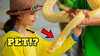 How to Choose a Pet Snake - BEGINNERS GUIDE by Known Pets 181 views 3 weeks ago 2 minutes, 10 seconds