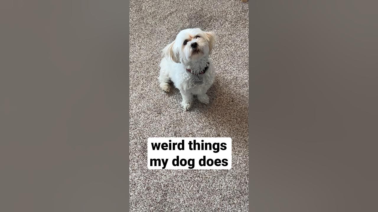 Weird things my dog does 🐶 Dog Barks at Nothing dogshorts shorts Dogs