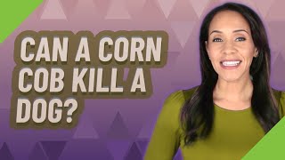 Can a corn cob kill a dog