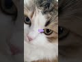 고양이 꾸리 골골송
