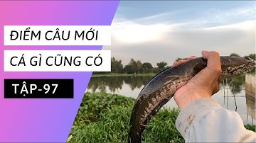 Tập 97 - Câu cá rô đồng, trúng ổ cá lóc, kéo cần thấy mê tại KDT Gò Tháp | TMQT