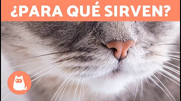 ¿Para qué sirven los bigotes de un gato?