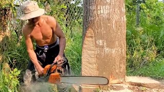 Vua Khỉ Cưa Cây Sao Cao To Trong Vườn Mít. Sawing the Hopea odorata tree in the jackfruit garden