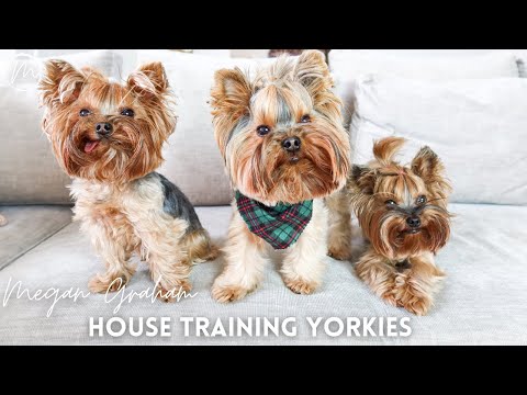 Video: How To Train Yorkies