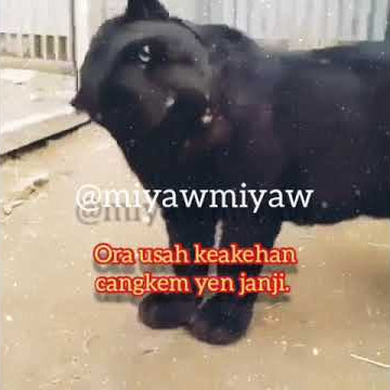 story wa macan kumbang. pesan leluhur