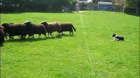 Border Collie puppy herding sheep