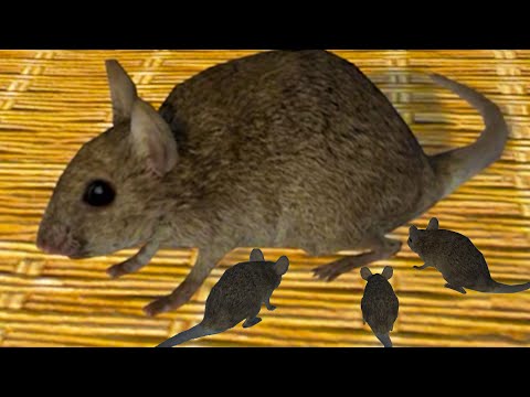 Видео: Симулятор Крысы #2 Спасение Маленького крысенка Rat Simulator на пурумчата