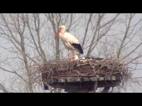 Video: Waarom Gaan Vogels Dood?