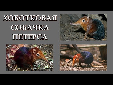 ХОБОТКОВАЯ СОБАЧКА ПЕТЕРСА