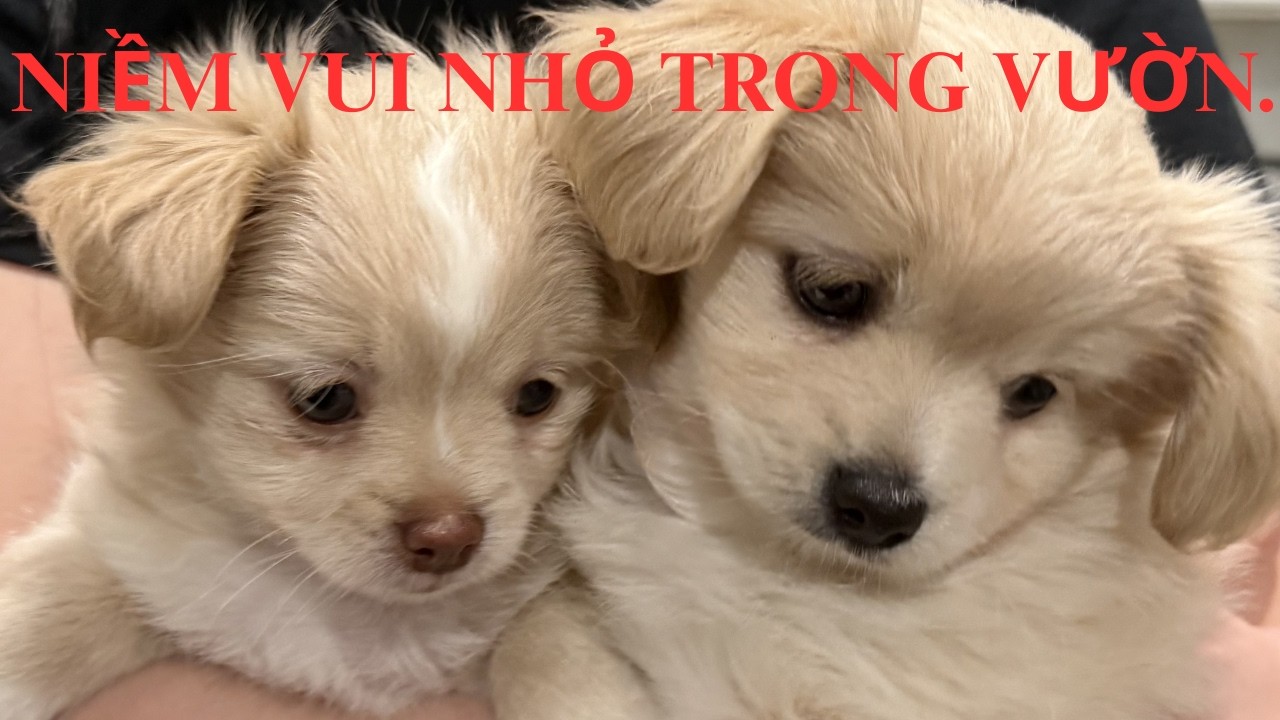 #107 Niềm Vui Nhỏ Mang Tên Bánh Bao • Thu Hoạch Ớt & Chuẩn Bị Mùa Đông. 2/14/2026