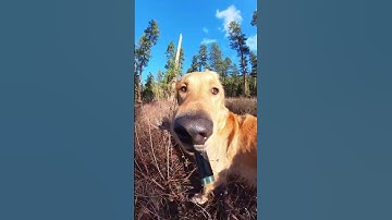 Give this dog a selfie stick and he becomes an internet sensation 😎