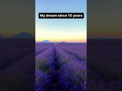 These lavender fields bloom in France only in July!